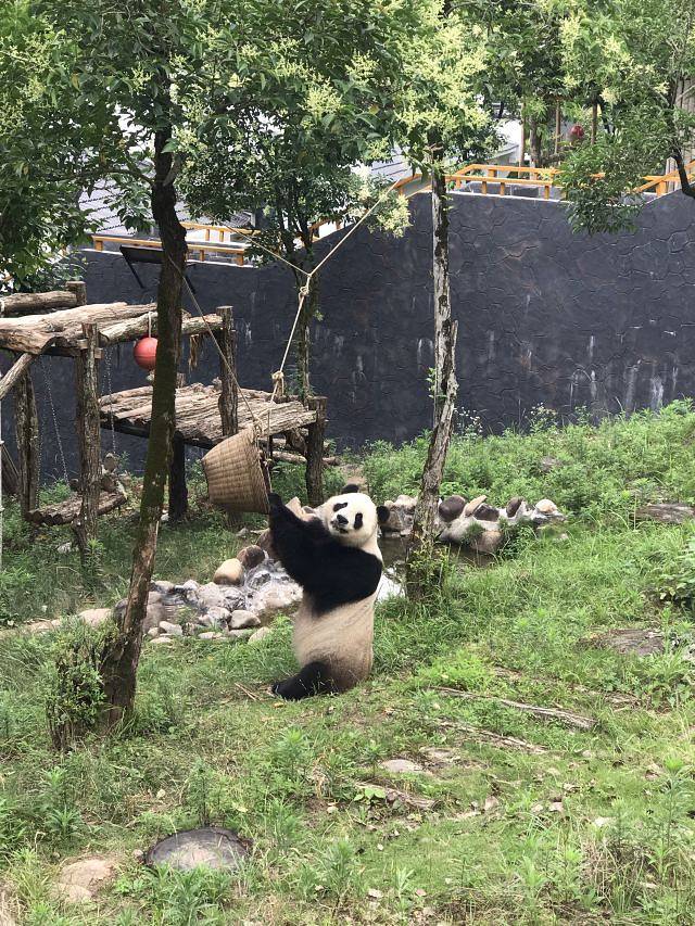 黄山大熊猫主题乐园