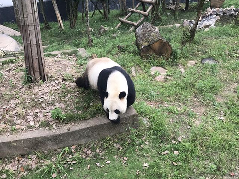 休宁大熊猫生态乐园旅游景点图片