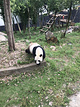 休宁大熊猫生态乐园