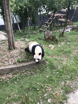 休宁大熊猫生态乐园旅游景点攻略图