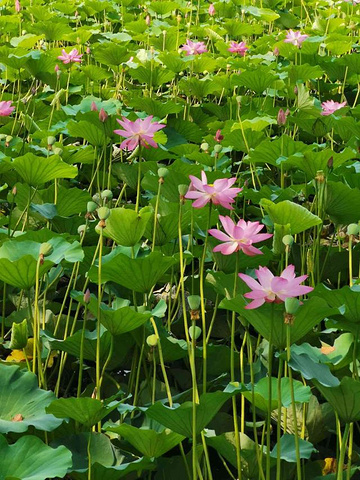 "景区挺不错的，环境好，面积大，正是荷花盛开的季节，非常漂亮_微山湖红荷湿地景区"的评论图片