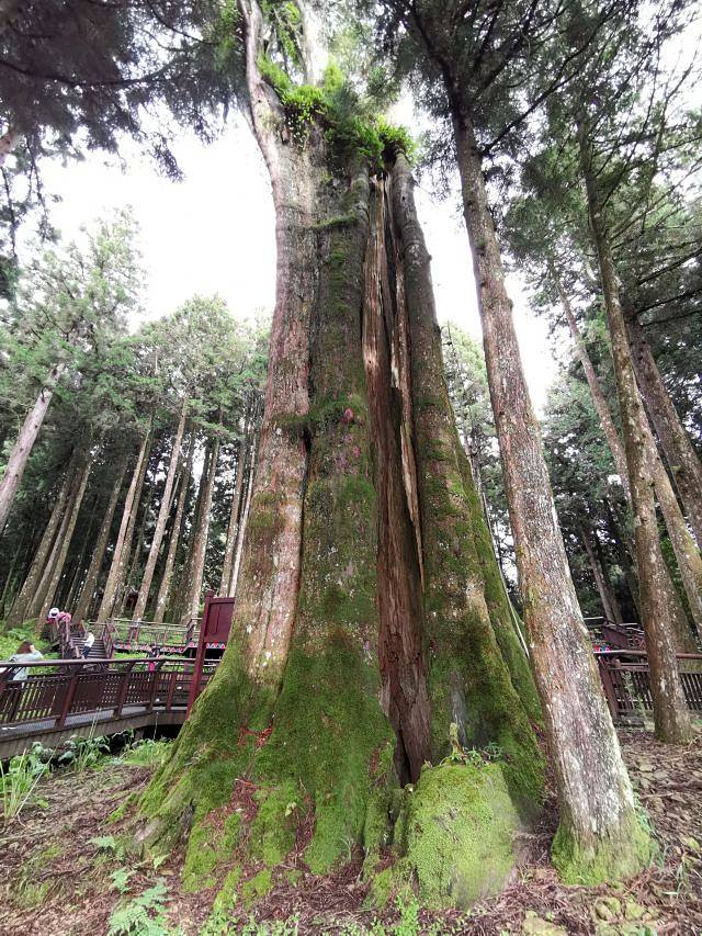 阿里山国家风景区