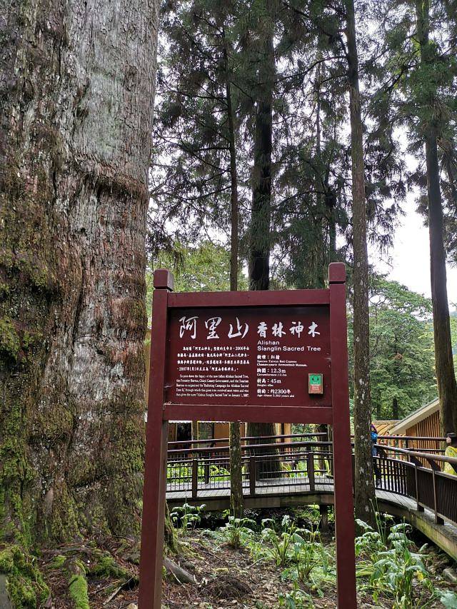 阿里山国家风景区