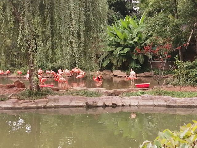 "...风景很好，动物种类也基本都有，孔雀到处都是，休息的地方也有很多，喜欢动物的可以去看看，值得一去_武汉动物园"的评论图片