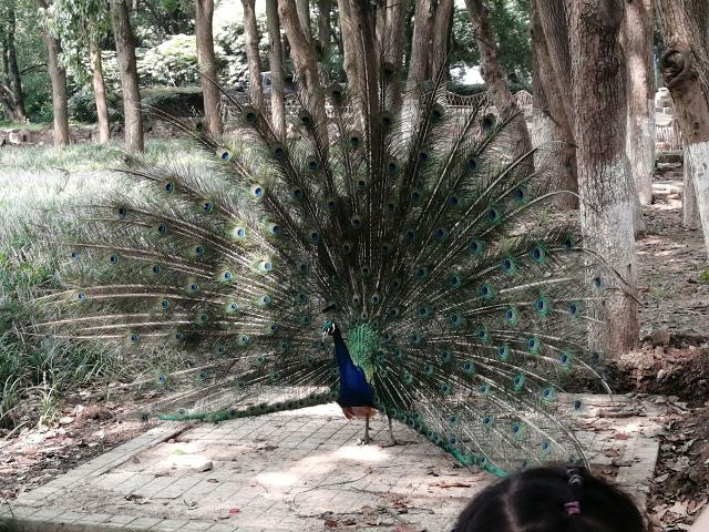 "...风景很好，动物种类也基本都有，孔雀到处都是，休息的地方也有很多，喜欢动物的可以去看看，值得一去_武汉动物园"的评论图片