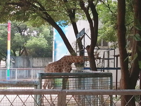 武汉动物园旅游景点图片