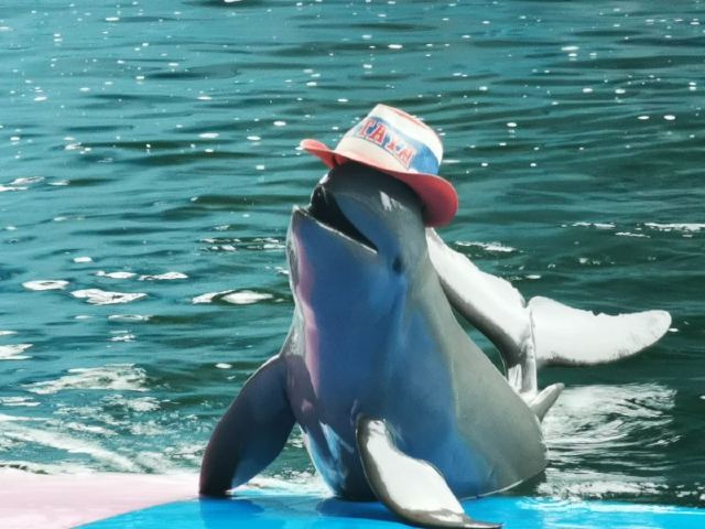 芭提雅海豚世界