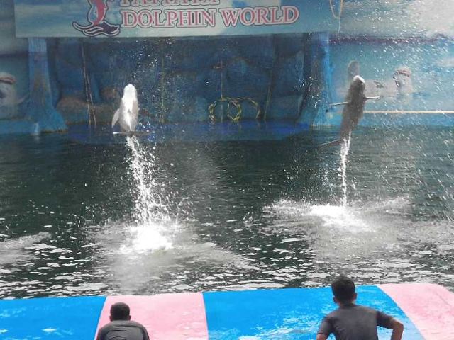 芭提雅海豚世界