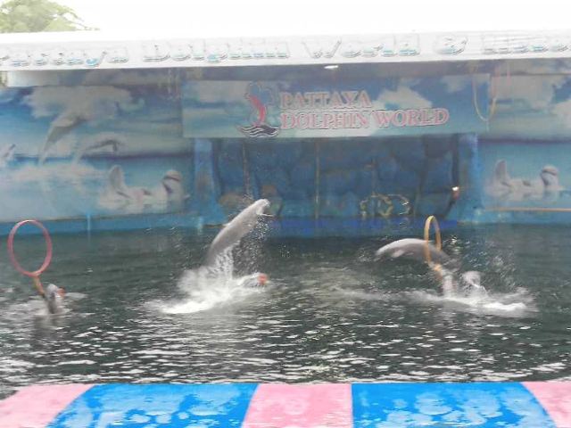 芭提雅海豚世界