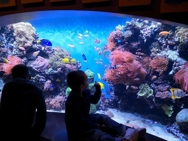 "蒙特雷水族馆是去过最好的一家，有好几个场景，海洋生物很多，还有海洋环境的展出，互动节目很不错，..._蒙特雷湾水族馆"的评论图片