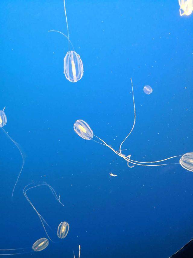 蒙特雷湾水族馆