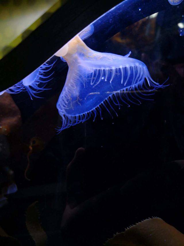 蒙特雷湾水族馆