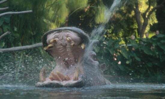 圣地亚哥动物园