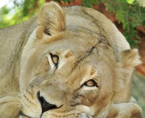 圣地亚哥动物园