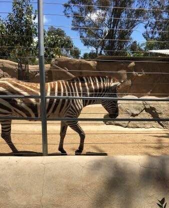 圣地亚哥动物园