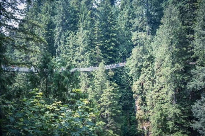 "吊桥右边的悬崖步道我们稳稳地行走[奸笑]。树顶栈道是吸氧的好地方[机智]&#x20_卡皮拉诺吊桥公园"的评论图片