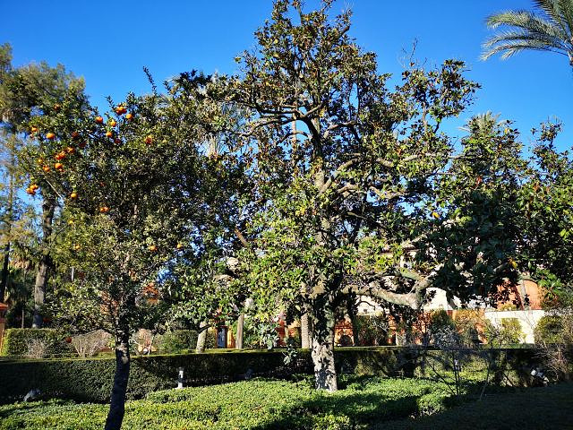 大使厅金碧辉煌,花园很大,果树很多很大,景色雅致.