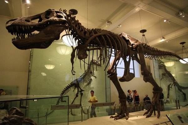 美国自然历史博物馆