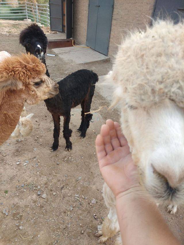 邯郸佛山野生动物园