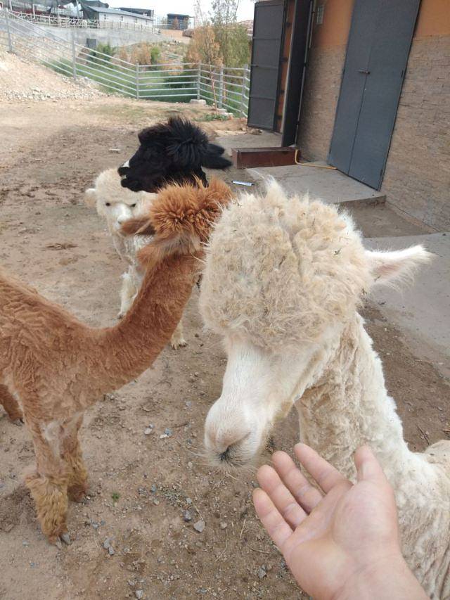 邯郸佛山野生动物园