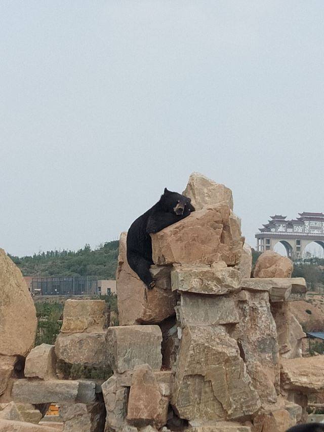 邯郸佛山野生动物园