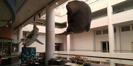圣迭戈自然历史博物馆