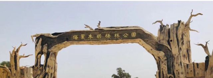 "...林，胡杨树的最美时刻在十月初至十一月底，也正因如此，公园里游客便很稀少，景区里难得有这么清净的_塔里木胡杨林公园"的评论图片