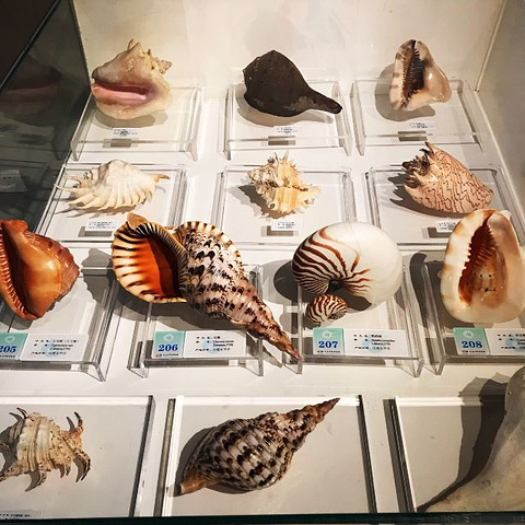 "非常长知识的一个博物馆、才知道原来贝壳类的生物可以有这么多，馆内设计很独特，和海螺上的螺旋一样..._大连贝壳博物馆"的评论图片