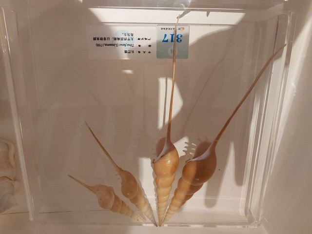 大连贝壳博物馆