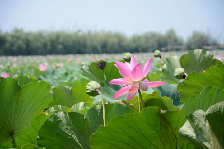 "...自然保护区，同时也是华北平原唯一保持沼泽、水域、滩涂、草甸和森林等完整湿地生态系统的自然保护区_衡水湖旅游景区"的评论图片