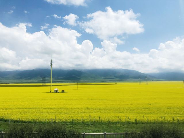 "_门源百里油菜花海"的评论图片