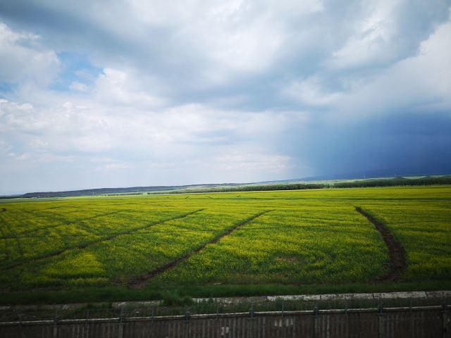 "_门源百里油菜花海"的评论图片