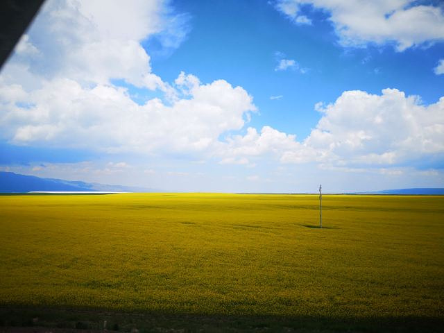 "_门源百里油菜花海"的评论图片