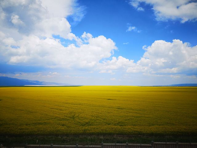 "_门源百里油菜花海"的评论图片