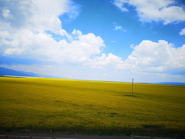 "_门源百里油菜花海"的评论图片