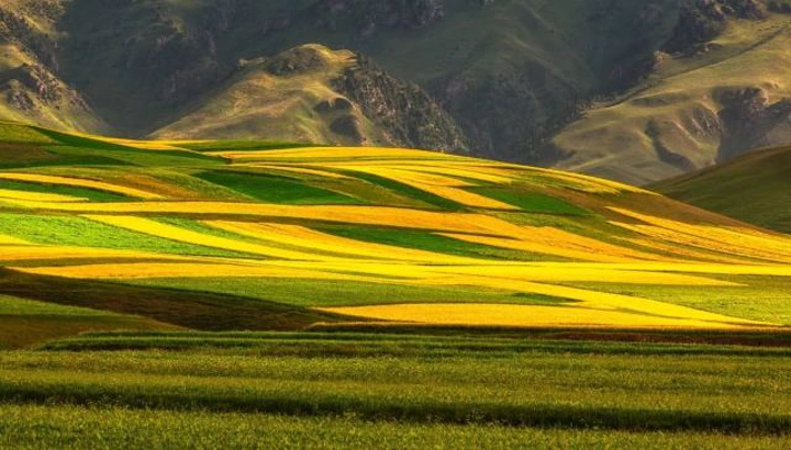 "风光瑰丽的祁连山大峡谷，令人赏心悦目，如临仙境_门源百里油菜花海"的评论图片