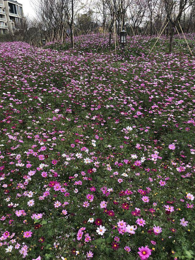 中旅·阿那亚·九龙湖