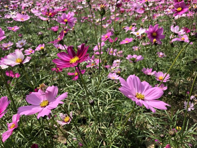 中旅·阿那亚·九龙湖