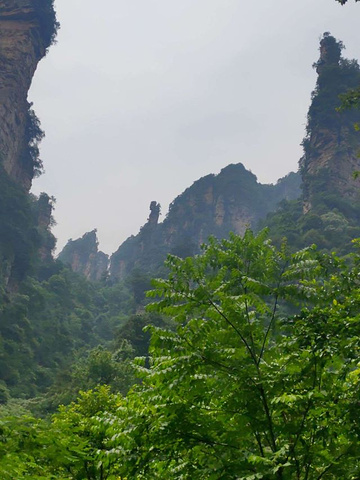 遊玩當然是很美的,袁家界的懸浮山,楊家界的天波府,十里畫廊的採藥