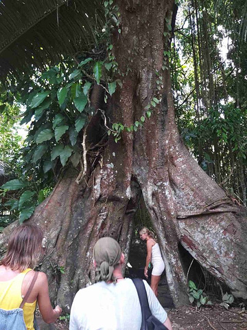 "_呀诺达雨林文化旅游区"的评论图片