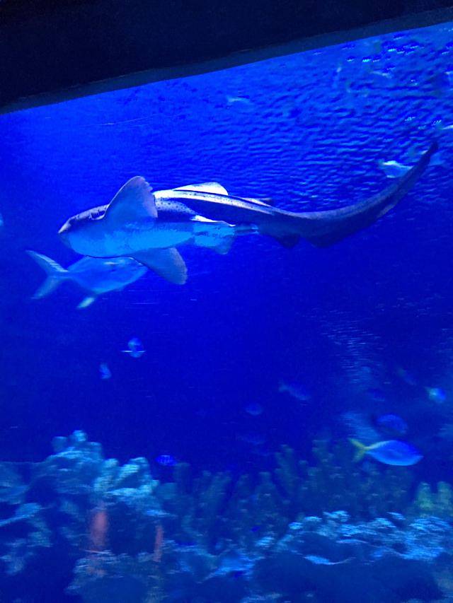 吉隆坡城中城水族馆