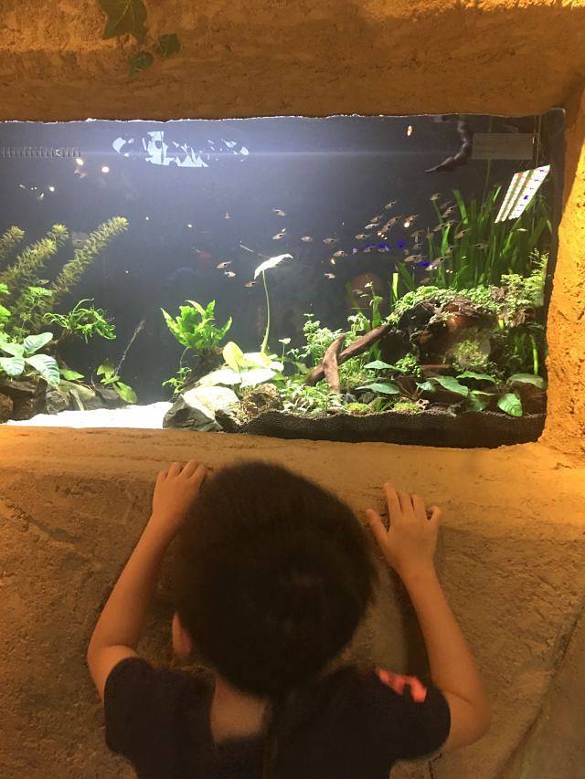 吉隆坡城中城水族馆