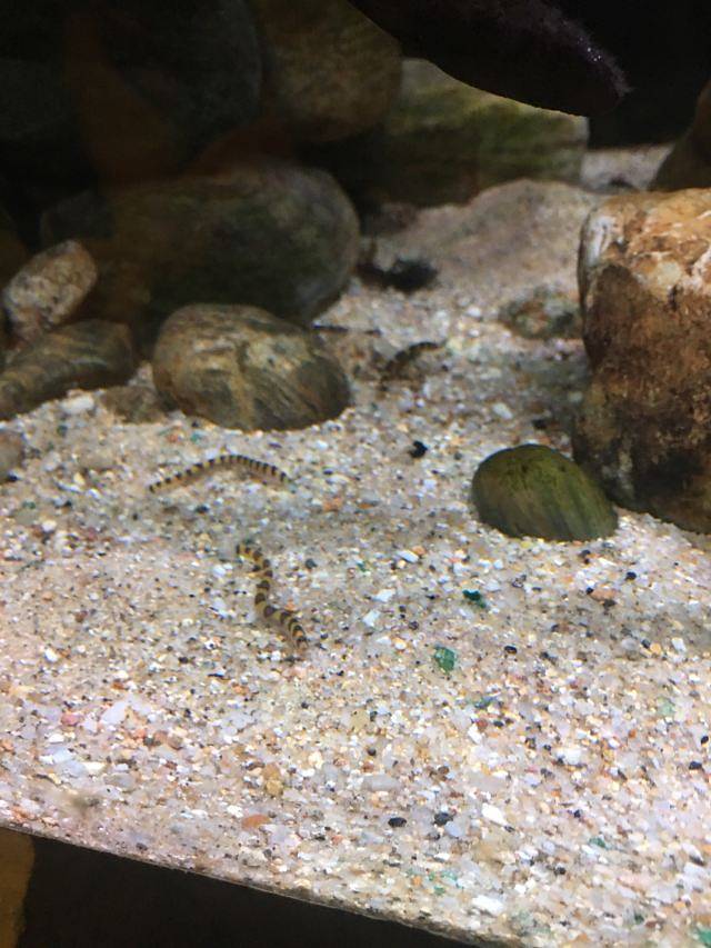 吉隆坡城中城水族馆