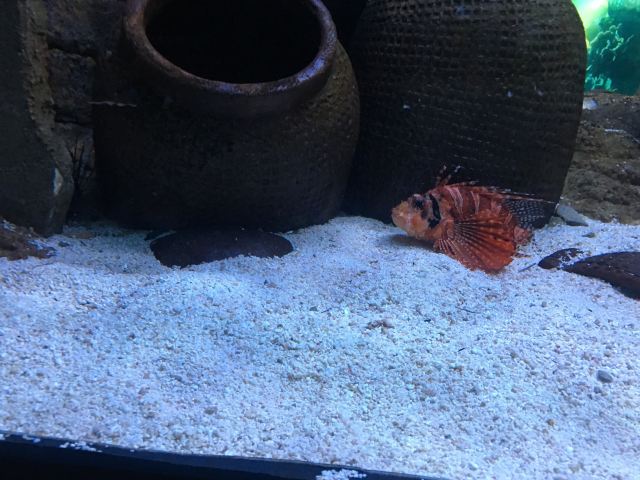 吉隆坡城中城水族馆