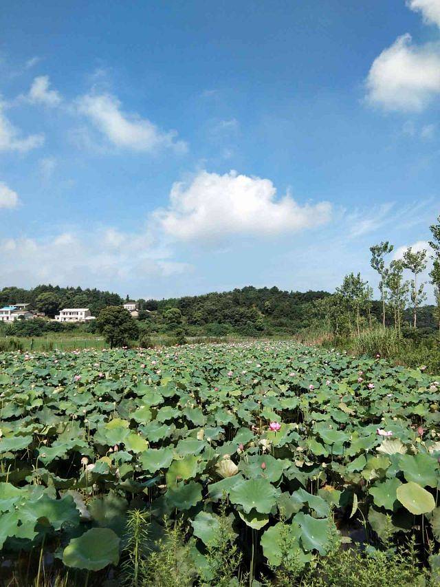洋沙湖国际旅游度假区