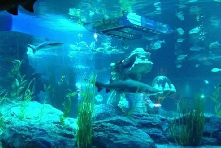 "最令人期待的就是水中音乐剧—人鱼公主表演_釜山SEA LIFE水族馆"的评论图片