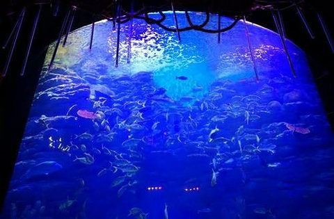 釜山SEA LIFE水族馆旅游景点攻略图